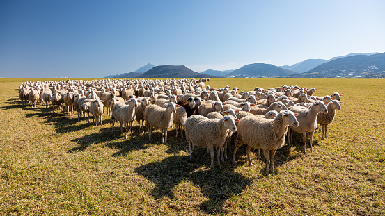 A large flock of sheep grazing in a grassy field with mountains under a clear blue sky