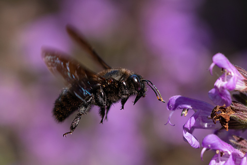 A detailed shot of a bumblebee in flight near vibrant purple flowers