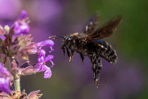 Close-up of a bumblebee flying near purple flowers in bloom, with a clear view of its body and wings