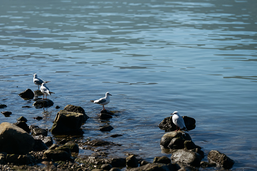 Three seagulls perched on rocks by a calm blue sea.