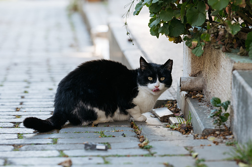 A black and white cat sitting on a cobblestone path with foliage.