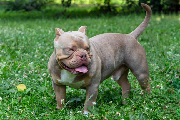 istock American Bully  walks in the park 1985796721