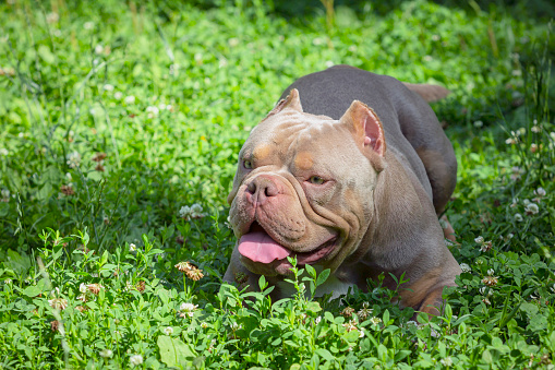 The American Bully is a modern breed of dog that was developed as a companion dog, and originally standardized and recognized as a breed in 2004 by the American Bully Kennel Club (ABKC)
