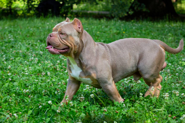 istock American Bully  walks in the park 1985797074
