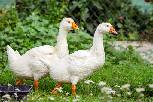 The waterfowl genus Anser includes the grey geese and the white geese. It belongs to the true geese and swan subfamily (Anserinae).
