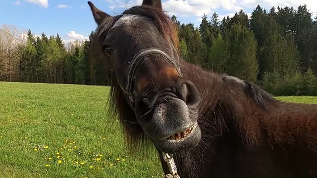 Horse laughing at the camera