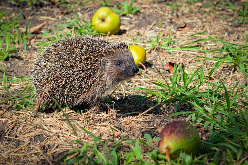 The European hedgehog (Erinaceus europaeus), also known as the West European hedgehog or common hedgehog, is a hedgehog species native to Europe from Iberia and Italy northwards into Scandinavia and westwards into the British Isles