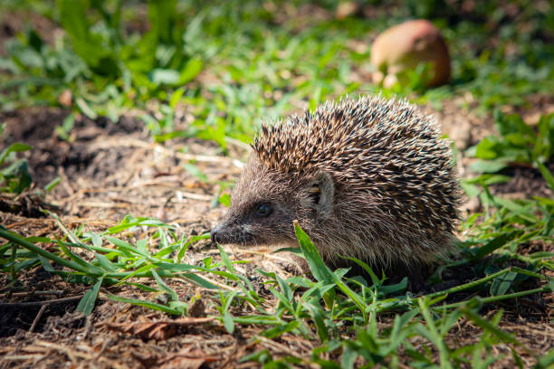 istock A hedgehog harvests in a summer garden. 1985801835