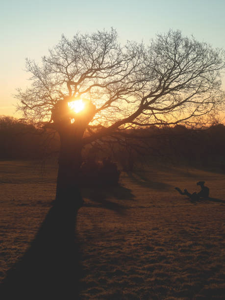 istock Morning Light in Broomfield Park, London, UK 1985807528