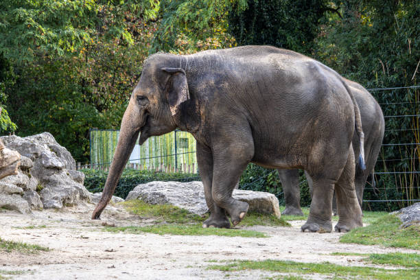 istock The Asian elephant, Elephas maximus also called Asiatic elephant 1985810198