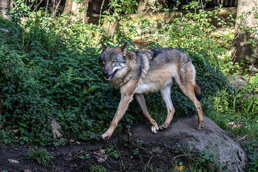 The wolf, Canis lupus, also known as the grey wolf or timber wolf is a canine native to the wilderness and remote areas of Eurasia and North America.