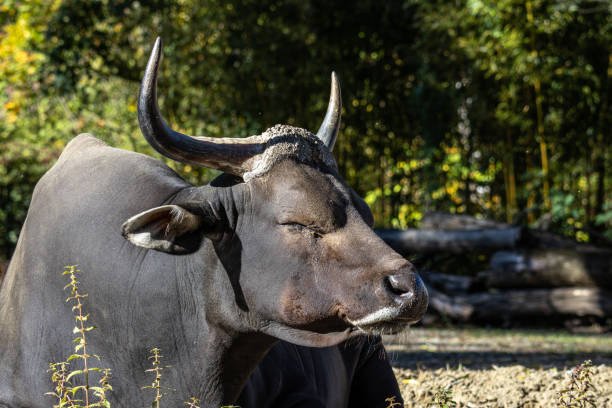 istock Banteng, Bos javanicus or Red Bull is a type of wild cattle. 1985813873