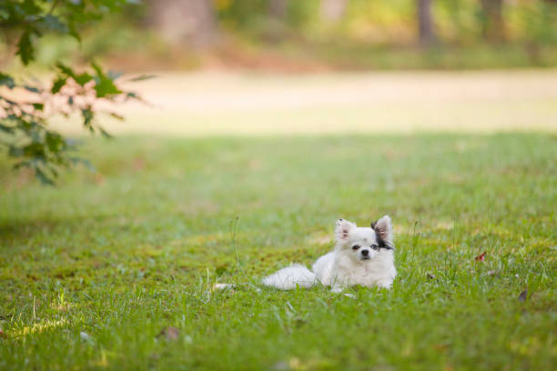 Long haired white and black chihuahua outside on the grass