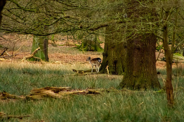 istock Day out in a Deer Park 1985819781