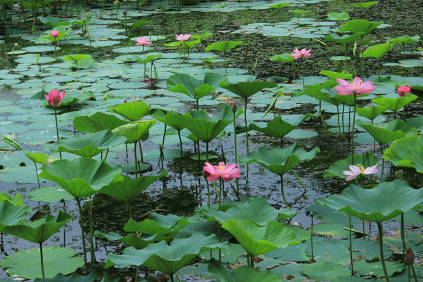 istock Lake with vegetation in China 1985830012
