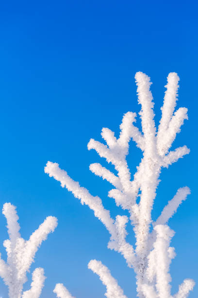 Beautiful hoarfrost on a plant, close-up