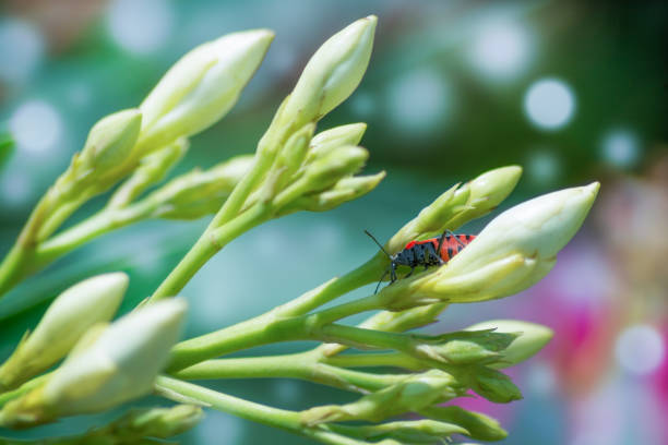 A red and black fireman beetle walks on unopened white superb flowers on a bright sunny day. In background, there are flashes of round highlights, bokeh effect. Breath of summer active life in Nature.