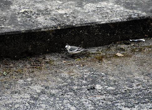 A white wagtail bird on a sidewalk.