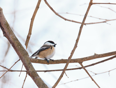 Carolina Chickadee perched on a tree branch with a blacked capped head and white cheeks