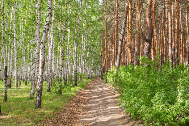 Beautiful Birch Forest in the Urals,Western Asia, Russia,Nikon D850