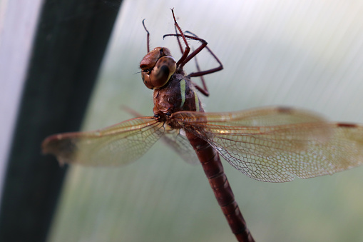 Macro photo of dragonfly in nature. No people are seen in frame. Shot with a full frame mirrorless camera.