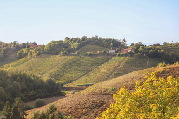 istock hilly landscape with vineyards 1985877940