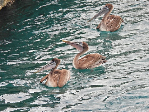 Brown Pelicans - profile