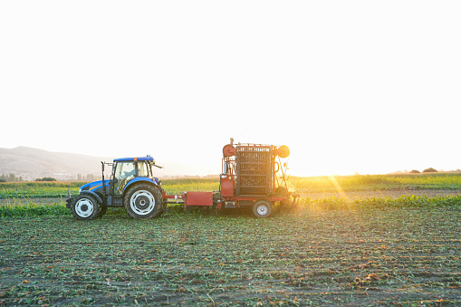 farmer harvesting sugar beet with tractor in sugar beet field in agricultural land at sunset