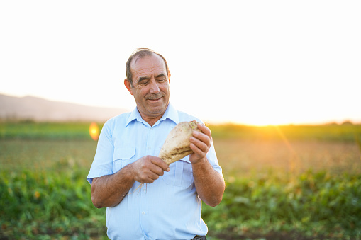 At sunset, a senior farmer in an agricultural field is holding a sugar beet in his hand