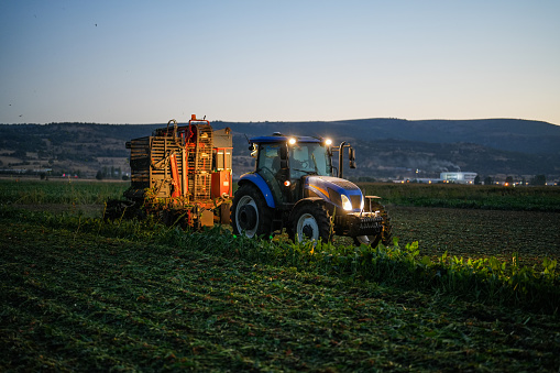 Farmer harvesting sugar beet with a tractor in the sugar beet field in the agricultural land in the evening