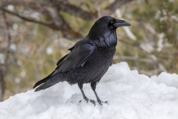 istock Common Raven, standing on snowbank. Forest in background. 1985901661