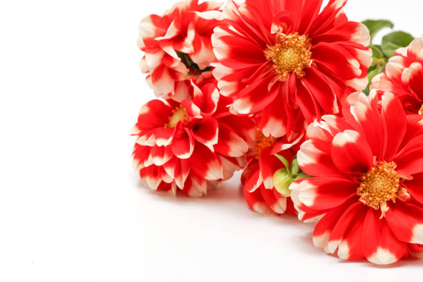 With a multitude of different colors, shapes and sizes, Dahlias bring life and beauty to your garden in summer and fall. The diversity of the Dahlia allows you to use them in many different aspects of your landscape design, from low growing border plants to stately background plantings. Dahlia is said to be Queen of cut flowers.