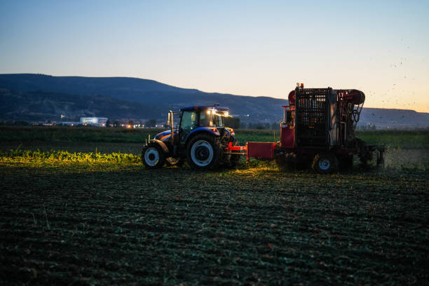 agriculteur récoltant des betteraves sucrières avec un tracteur dans le champ de betteraves sucrières sur les terres agricoles le soir - beet sugar tractor field photos et images de collection