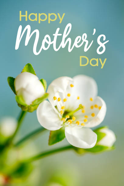 Happy Mother's Day lettering with beautiful cherry blossom. Shallow depth of field.
