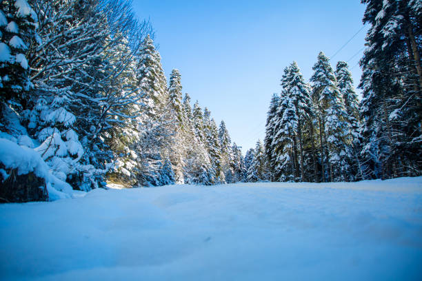 Low angle view of frozen tall trees in forest - Beautiful scenery in Yedigoller Bolu