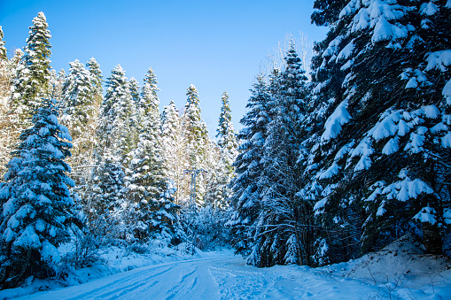 Low angle view of frozen tall trees in forest - Beautiful scenery in Yedigoller Bolu