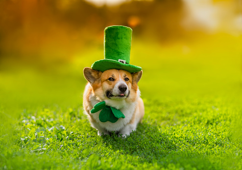 portrait funny Corgi dog puppy in a green leprechaun hat and bow tie in honor of St. Patrick sits on the grass