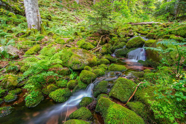 istock Beautiful green forest on the mountain 1985972491