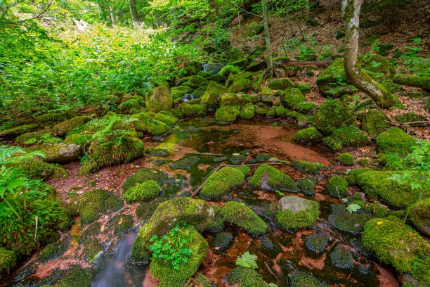 Beautiful green forest on the mountain in eastern area of Serbia