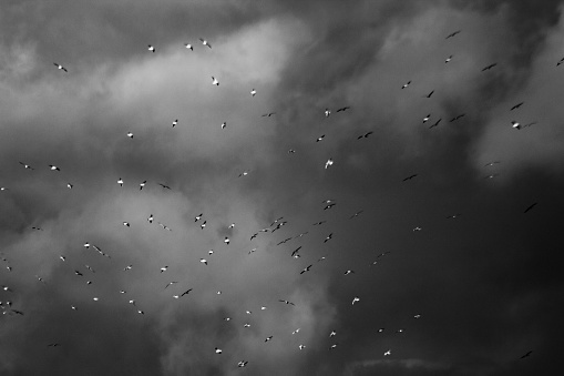 A flock of birds against clouds and sky.