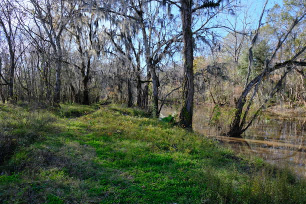 istock Lake Martin trail in Louisiana 1985980343