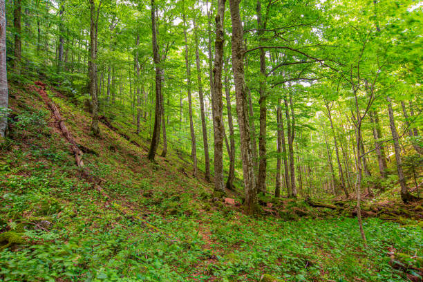 Beautiful green forest on the mountain in eastern area of Serbia