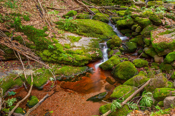 Beautiful green forest on the mountain in eastern area of Serbia