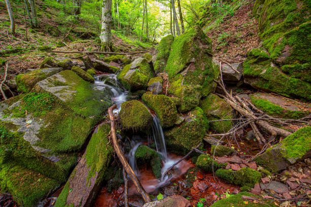 Beautiful green forest on the mountain in eastern area of Serbia