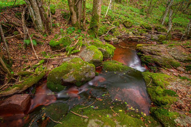 Beautiful green forest on the mountain in eastern area of Serbia