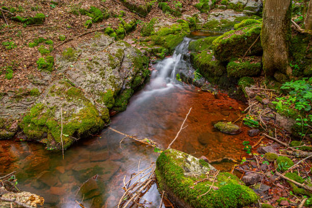 Beautiful green forest on the mountain in eastern area of Serbia