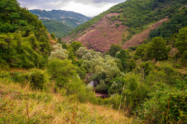 Beautiful green forest on the mountain in eastern area of Serbia