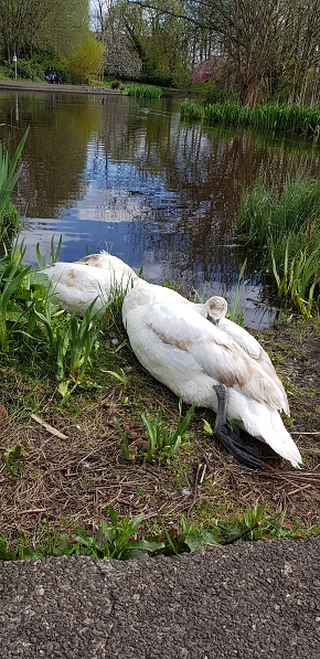 Two swans sleeping near a pond, Glasgow Scotland England UK