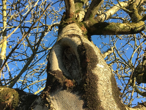 The trunk of a Manna ash (Fraxinus ornus) in March