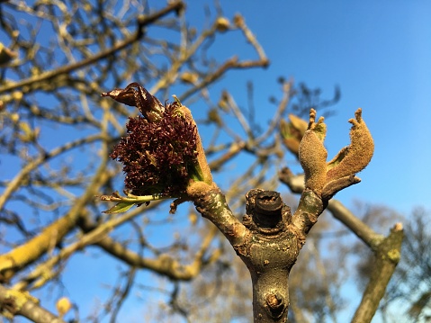 The twig and buds of a Manna ash (Fraxinus ornus) in March